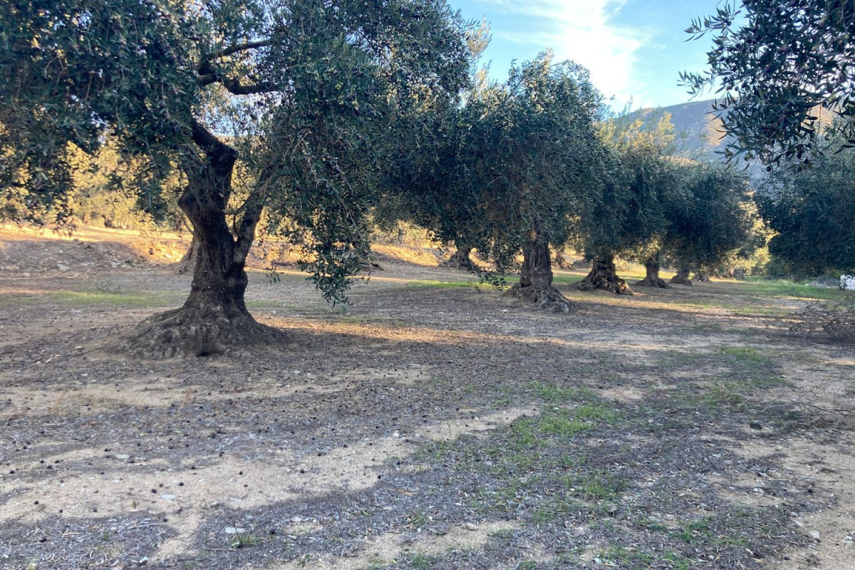 Działka na sprzedaż w Palau-Saverdera, Girona photo 5