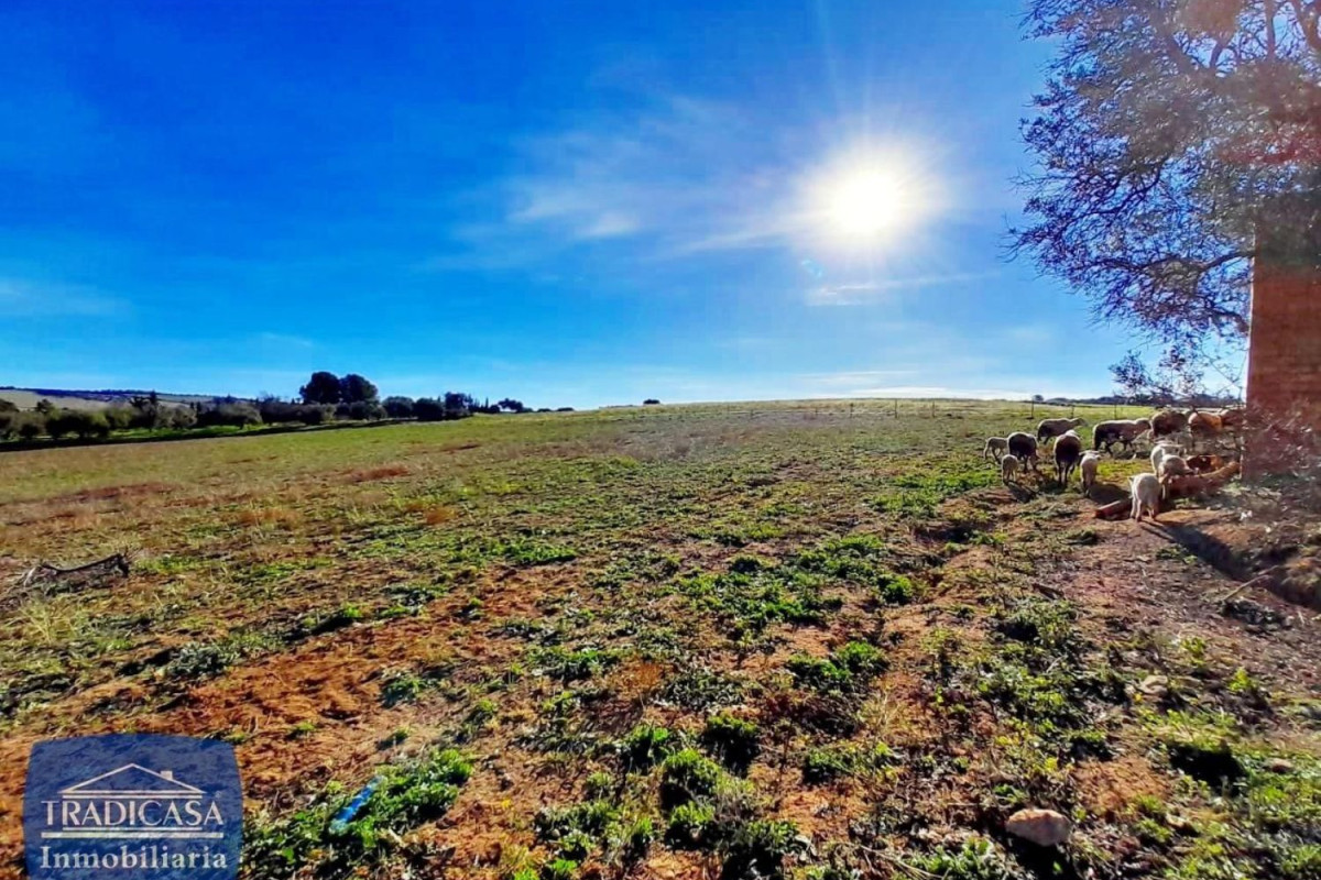 Land for sale in Arches of the Frontier, Cádiz photo 3