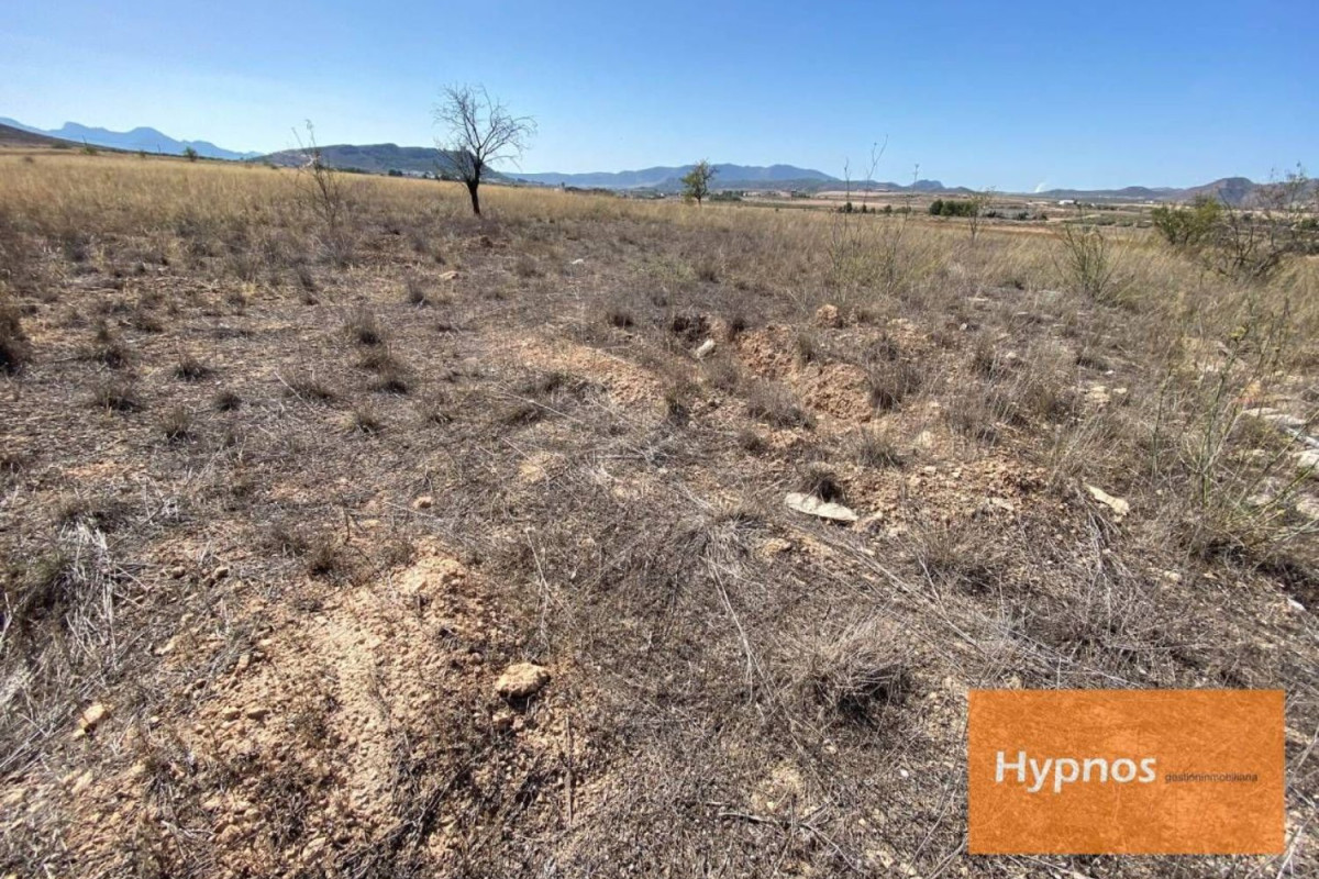 Land for sale in Jumilla, Murcia photo 2