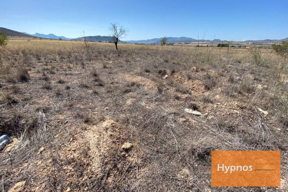 Land for sale in Jumilla, Murcia photo 3