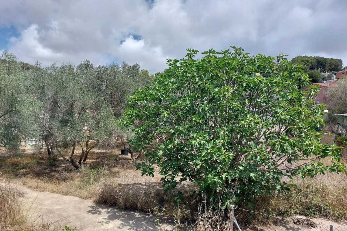 Działka na sprzedaż w Calafell, Tarragona photo 5