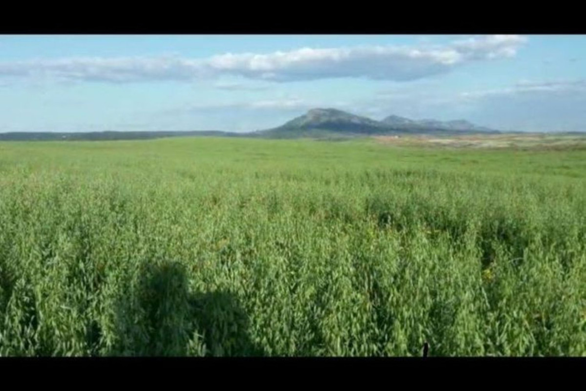 Terreno en venta en Villafranca de los Barros, Badajoz photo 5
