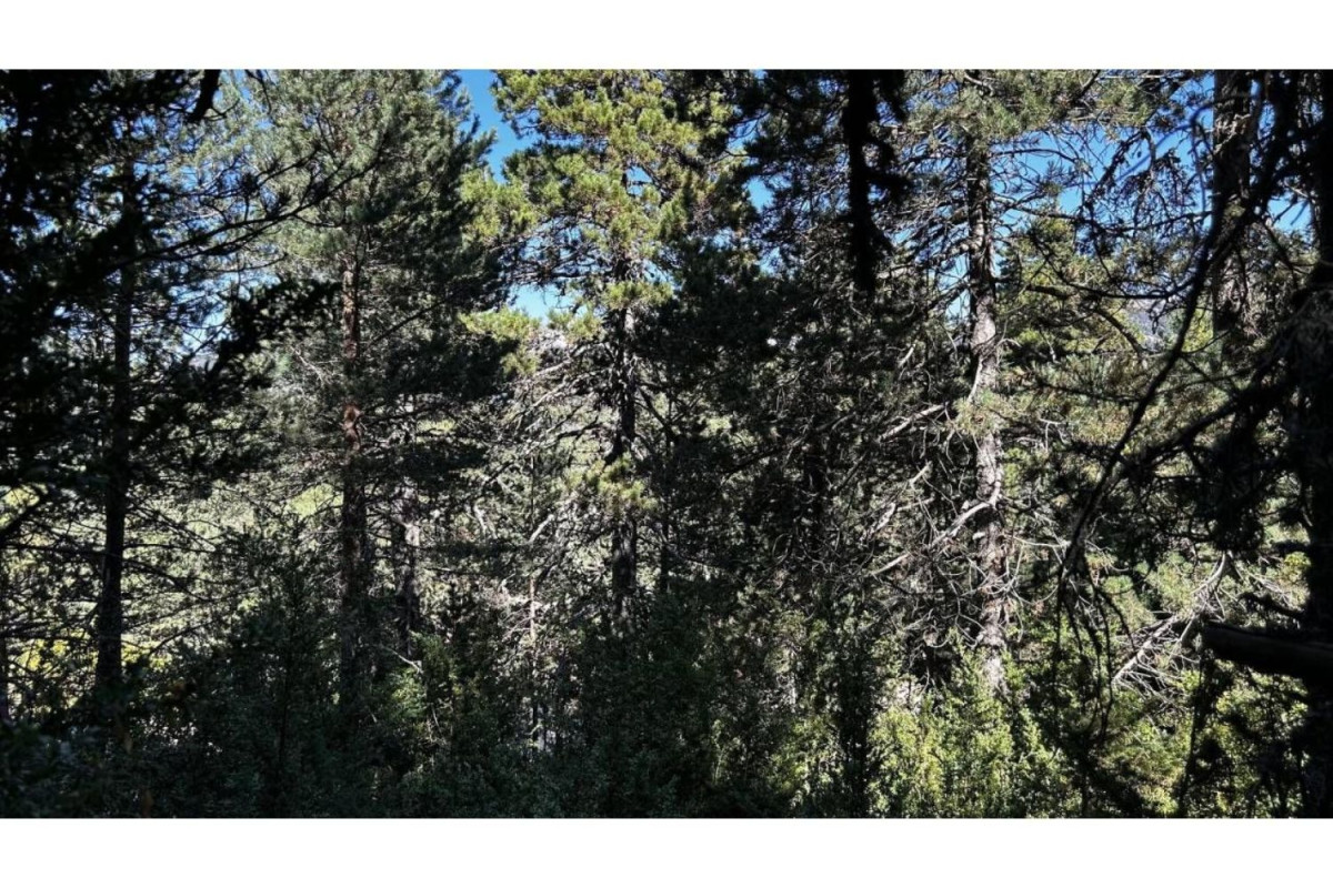 Land for sale in La Coma and la Pedra, Lleida photo 4