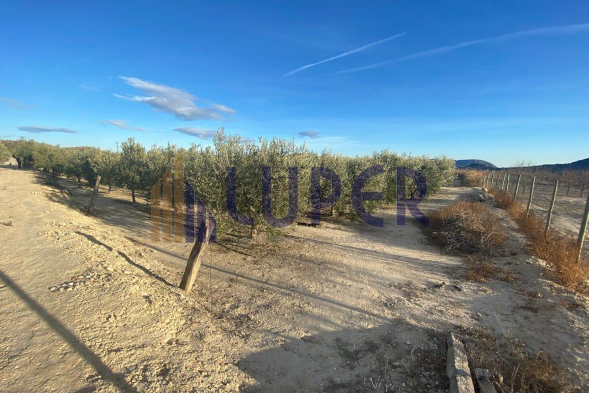 Land for sale in August, Alicante photo 3