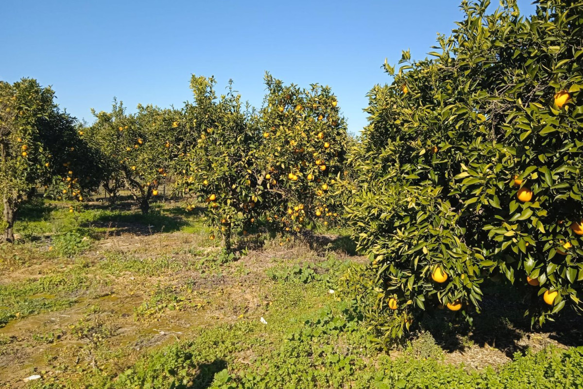 Terreno en venta en Pilas, Sevilla photo 3