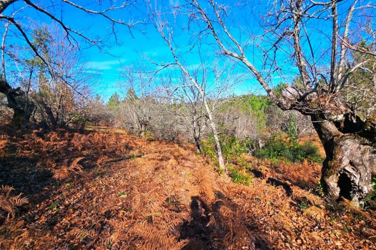 Terreno en venta en Galaroza, Huelva photo 5