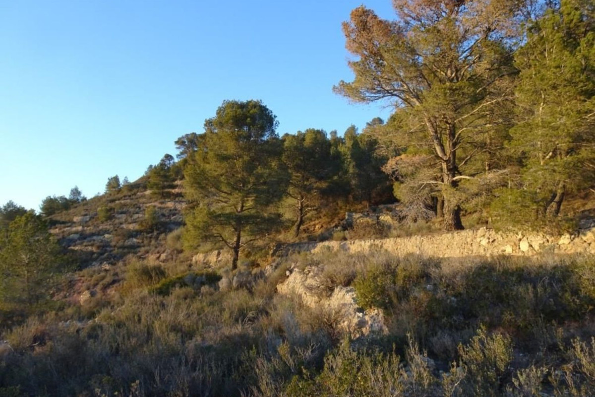 Terreno en venta en Mora d'Ebre, Tarragona photo 3