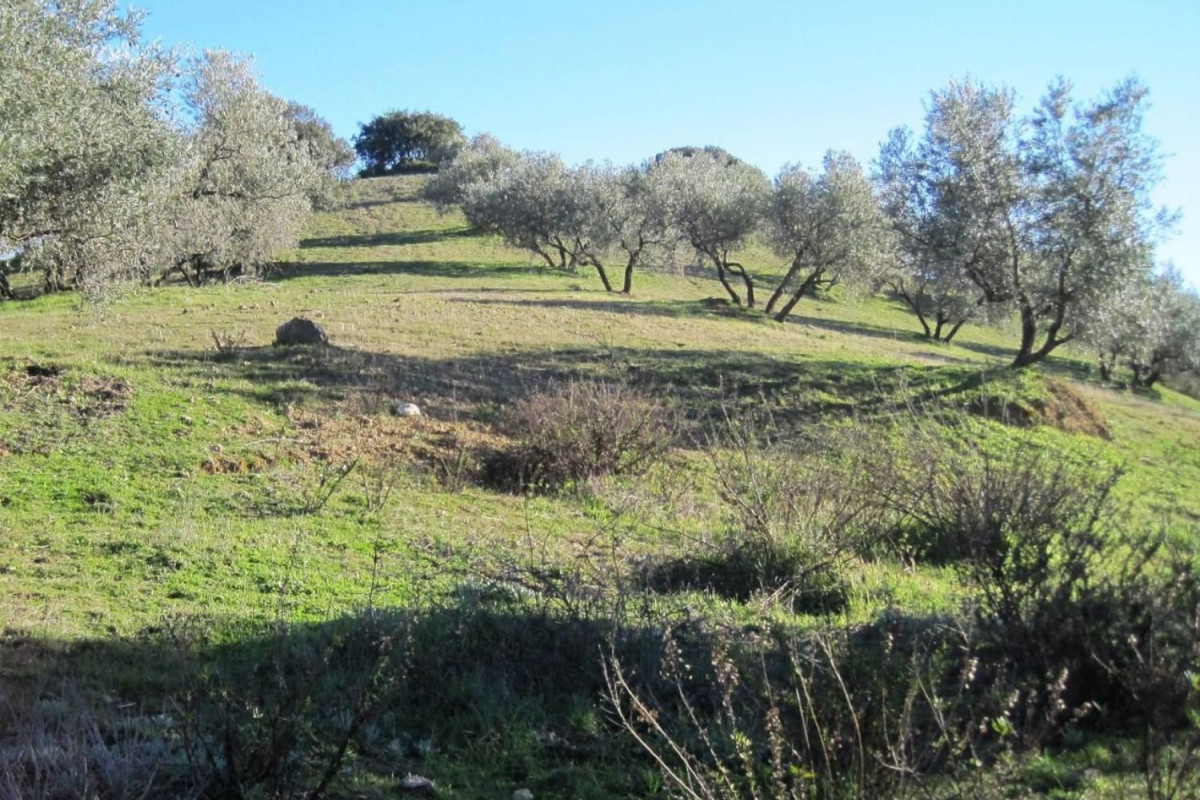 Land for sale in Archidona, Malaga photo 5