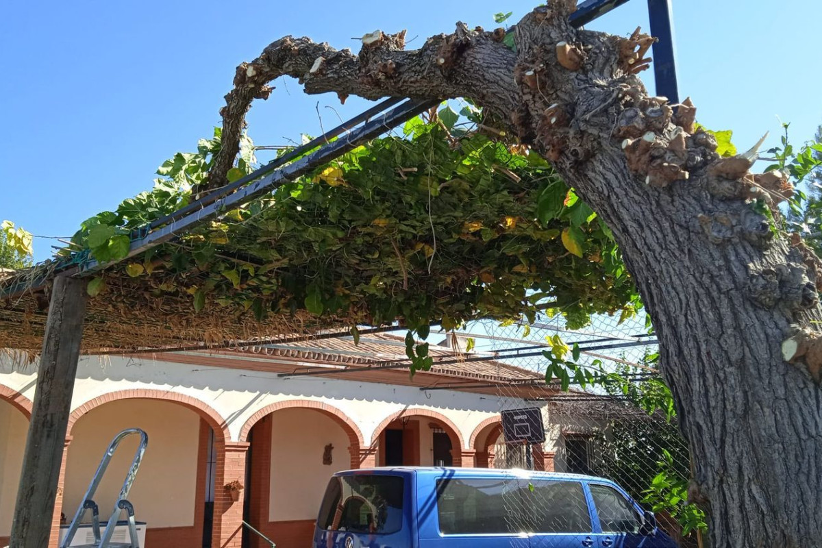 Sale of rural property in , Cantillana photo 2