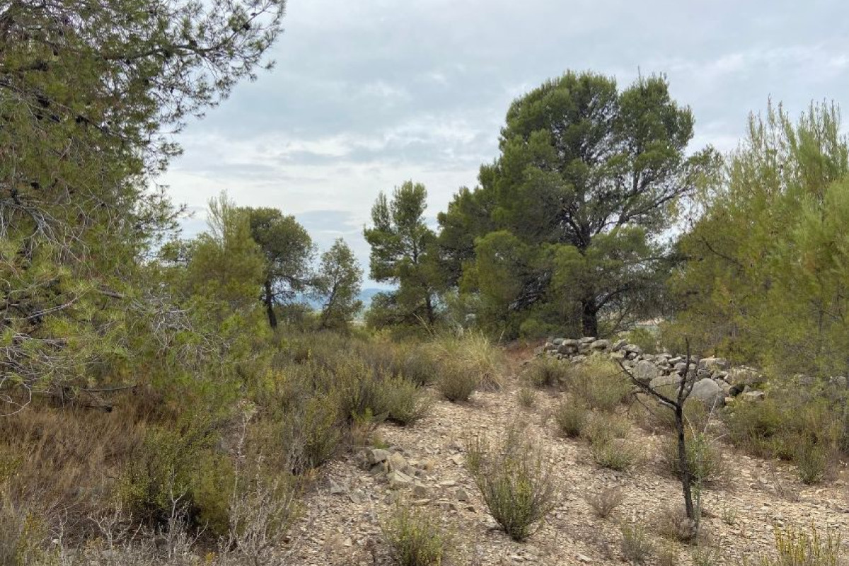 Land for sale in Casinos, Valencia photo 1