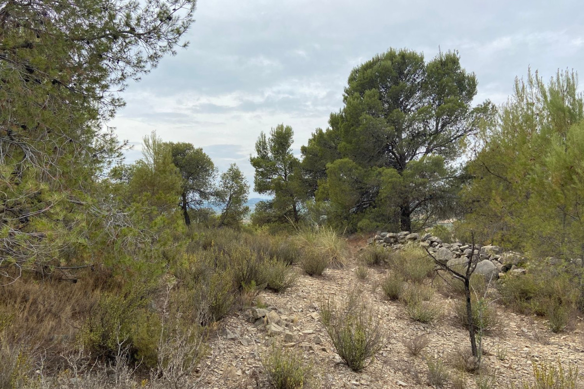 Land for sale in Casinos, Valencia photo 2