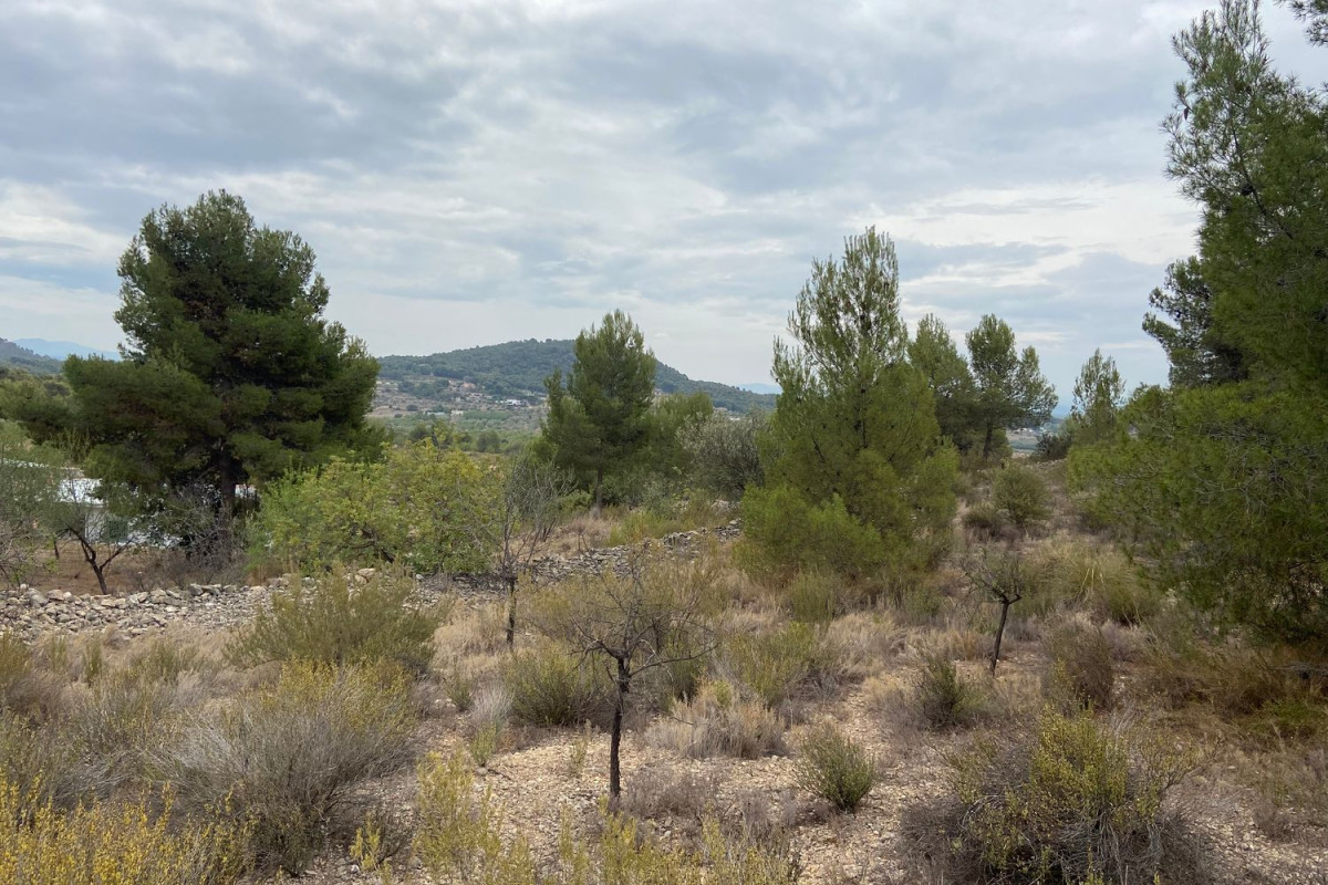 Land for sale in Casinos, Valencia photo 3