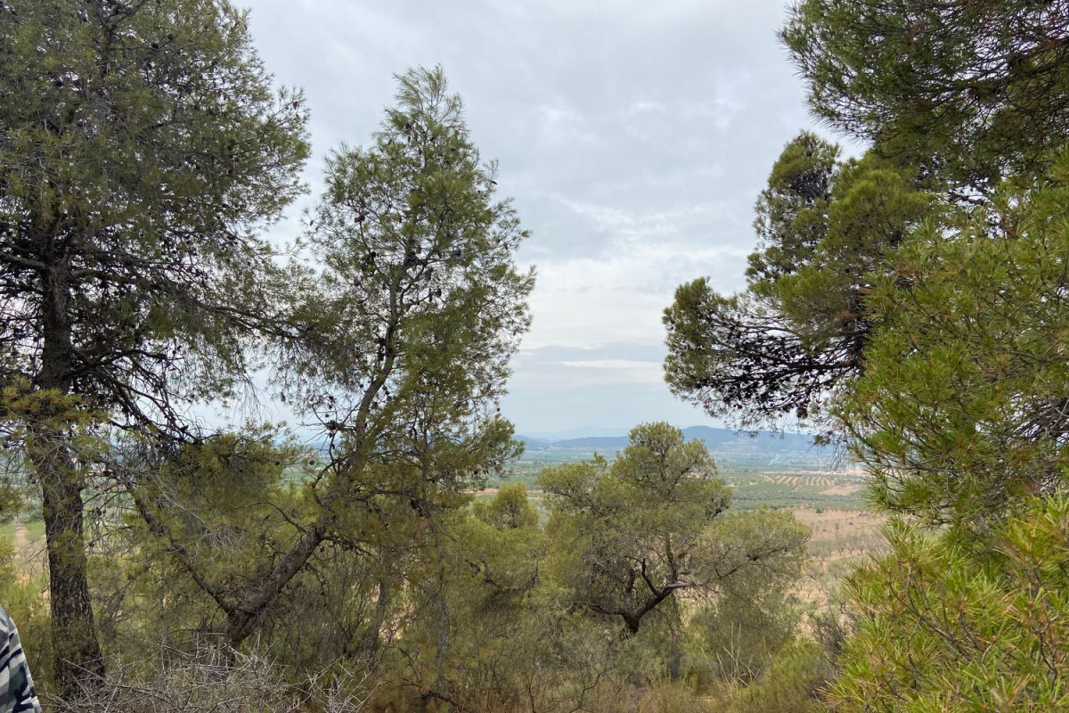 Land for sale in Casinos, Valencia photo 4