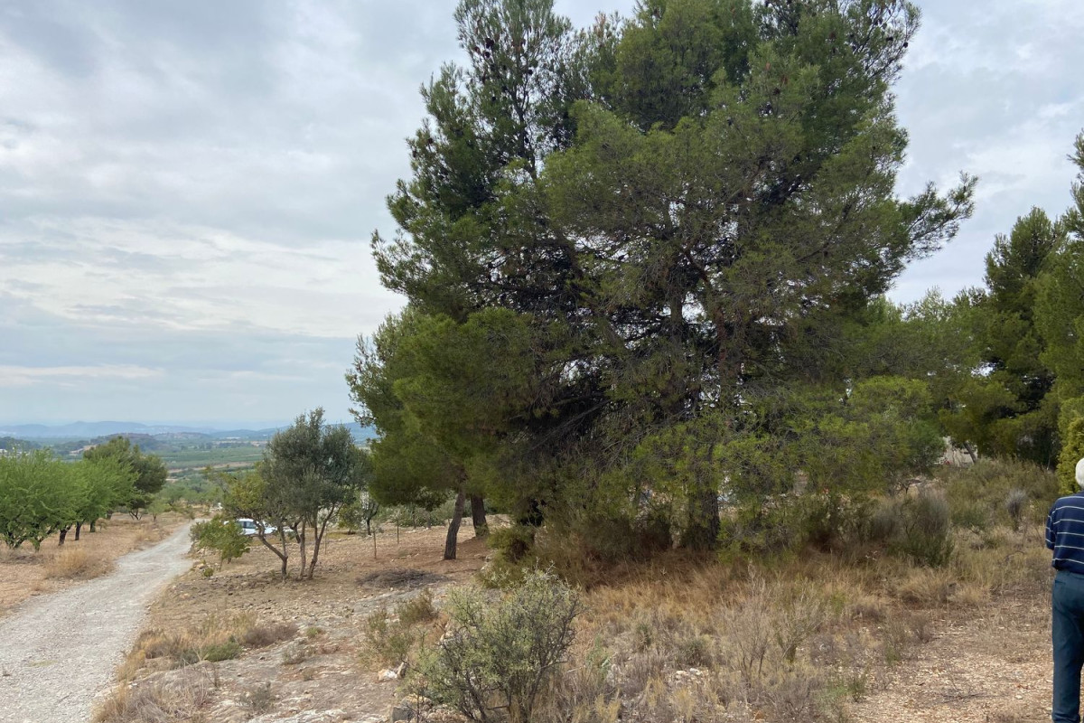 Land for sale in Casinos, Valencia photo 5