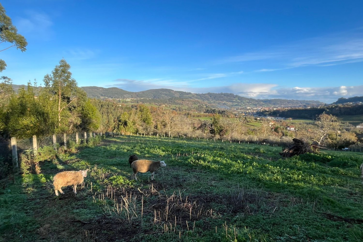 Land for sale in Villaviciosa, Asturias photo 4