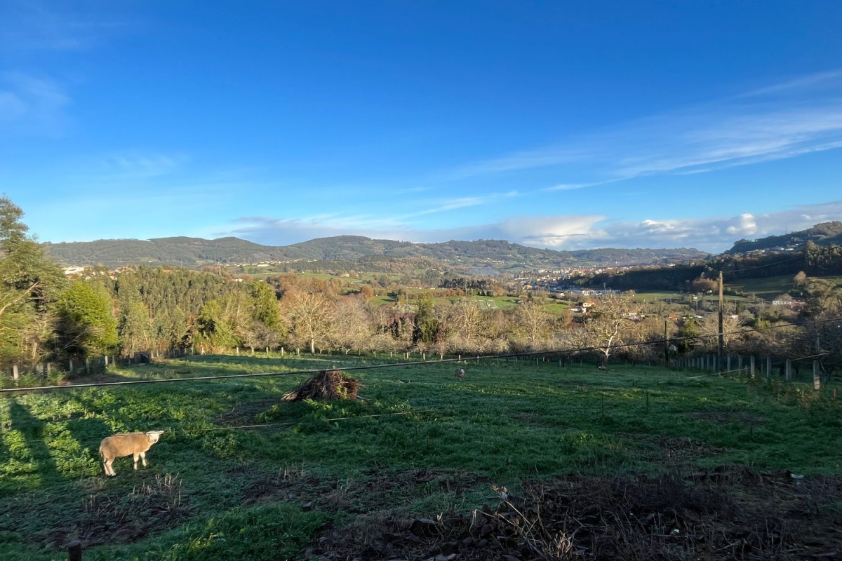 Land for sale in Villaviciosa, Asturias photo 5