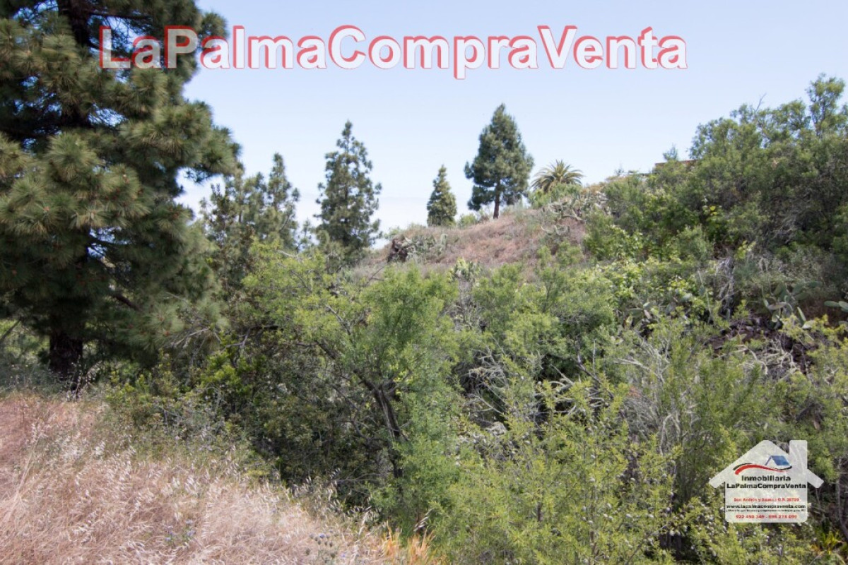 Land for sale in Puntagorda, Santa Cruz de Tenerife photo 2