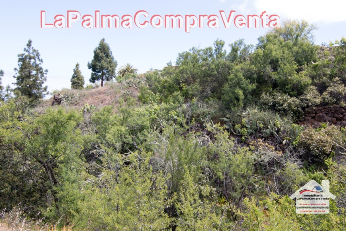 Land for sale in Puntagorda, Santa Cruz de Tenerife photo 3