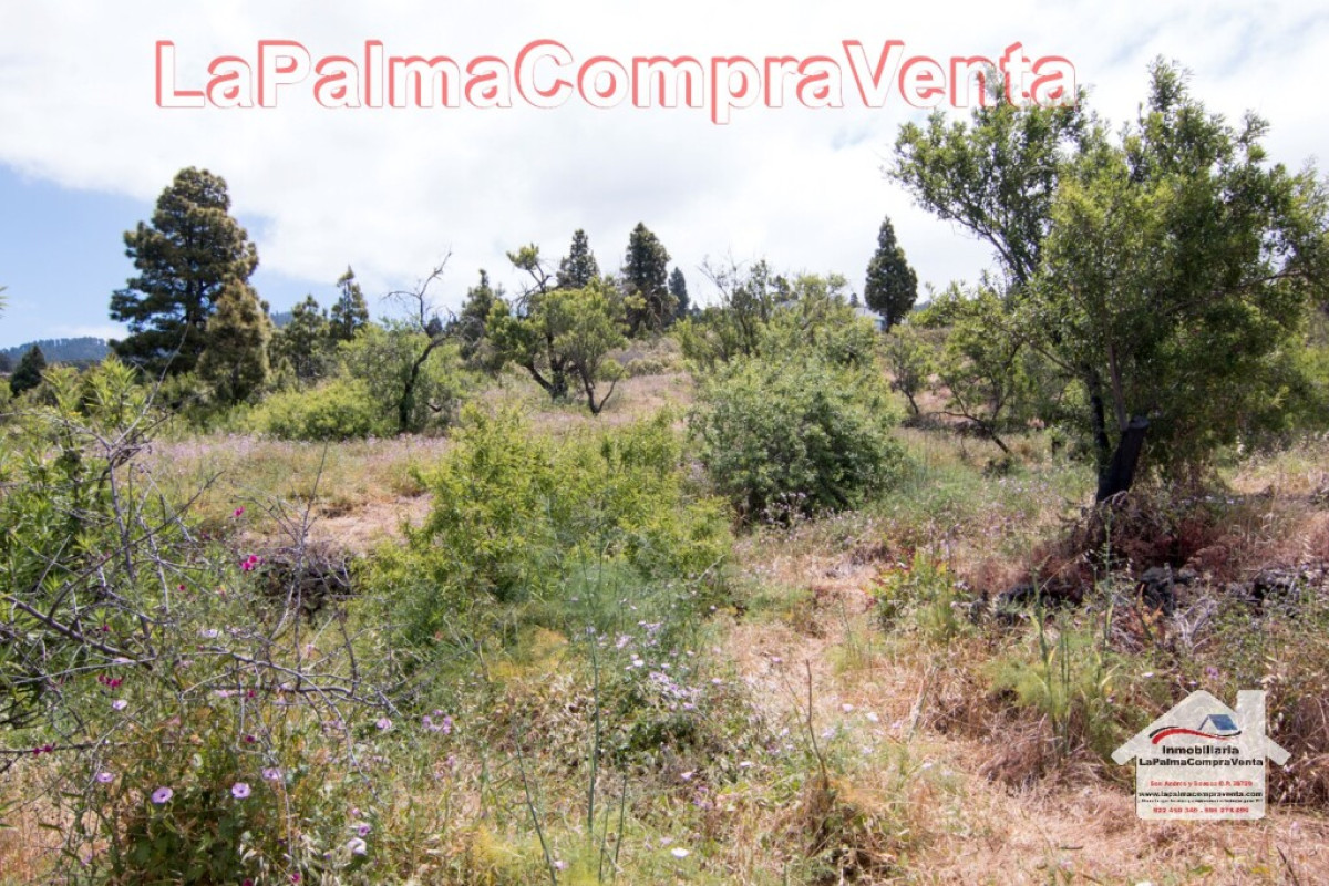 Land for sale in Puntagorda, Santa Cruz de Tenerife photo 4