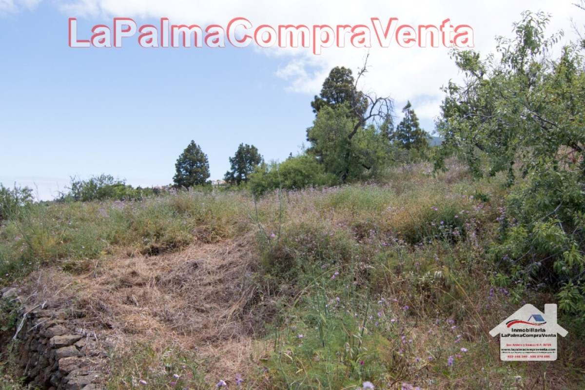 Land for sale in Puntagorda, Santa Cruz de Tenerife photo 5