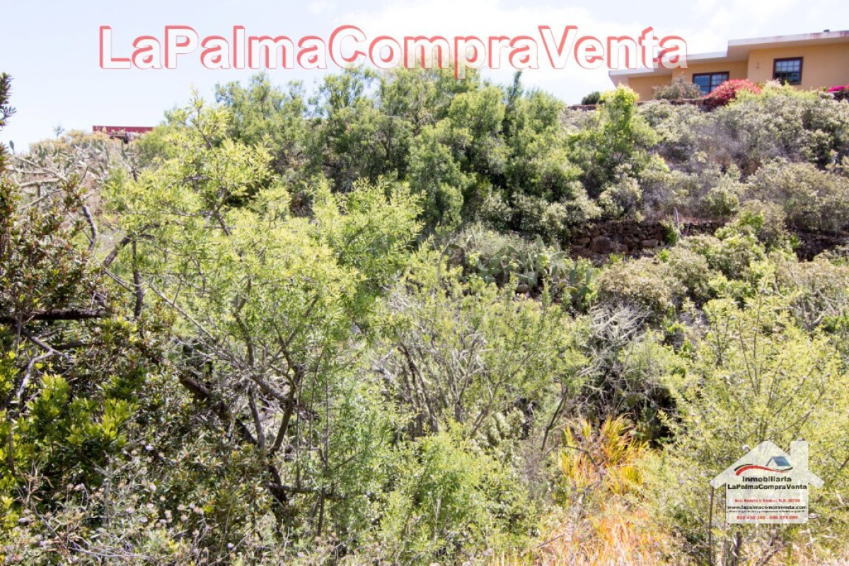 Land for sale in Puntagorda, Santa Cruz de Tenerife photo 2