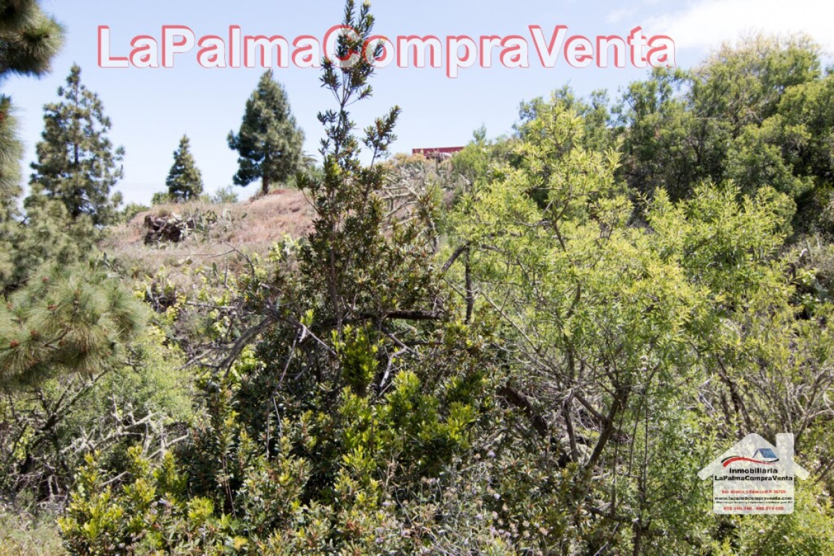 Land for sale in Puntagorda, Santa Cruz de Tenerife photo 3