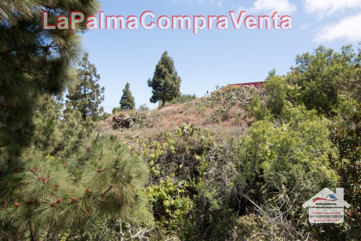 Land for sale in Puntagorda, Santa Cruz de Tenerife photo 4