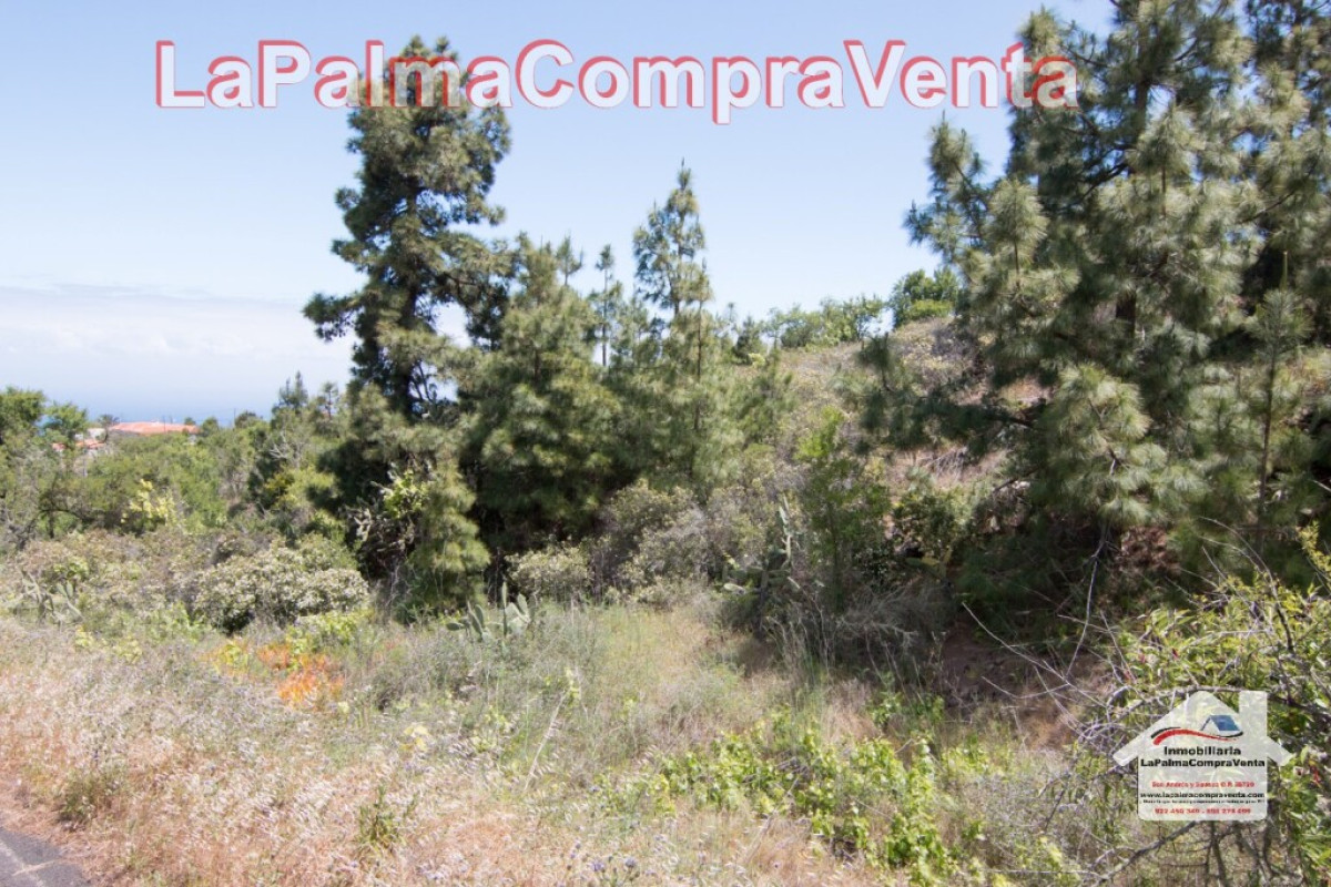 Land for sale in Puntagorda, Santa Cruz de Tenerife photo 5