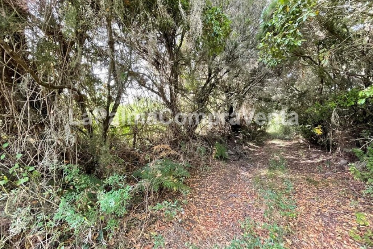 Land for sale in Roque Faro, Santa Cruz de Tenerife photo 1