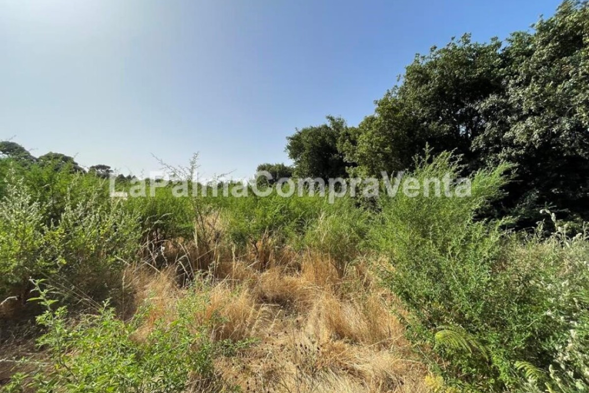 Land for sale in Roque Faro, Santa Cruz de Tenerife photo 4