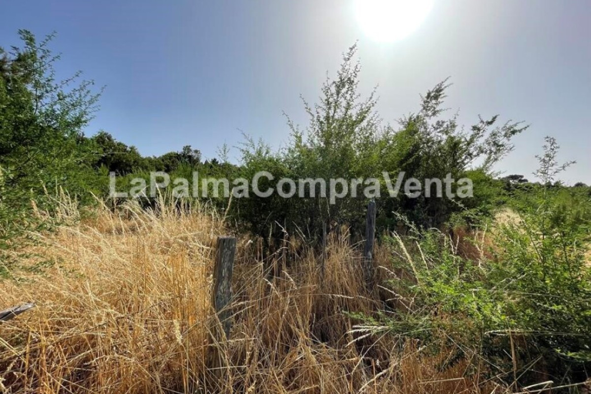 Land for sale in Roque Faro, Santa Cruz de Tenerife photo 5