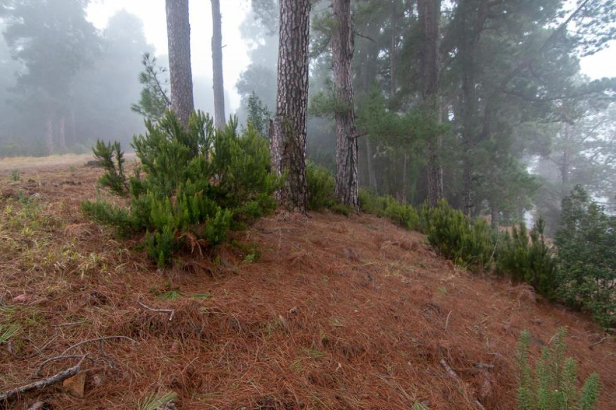 Land for sale in Roque Faro, Santa Cruz de Tenerife photo 1