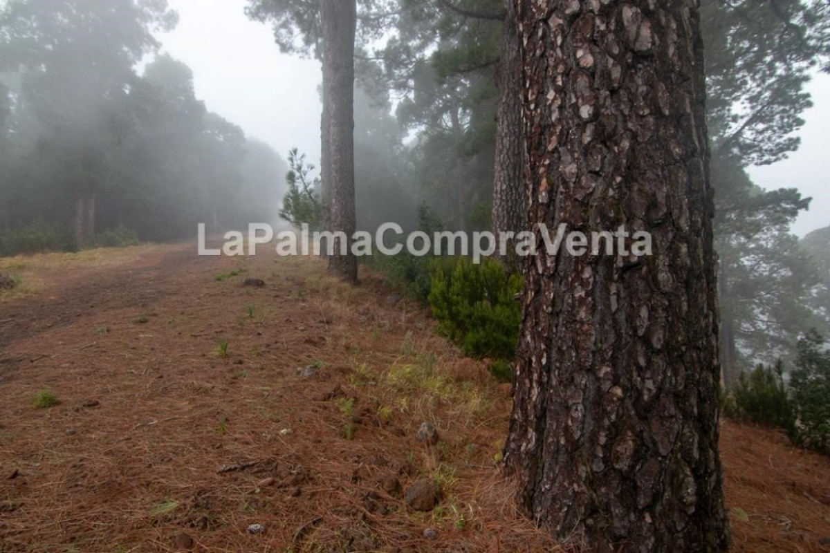 Land for sale in Roque Faro, Santa Cruz de Tenerife photo 2