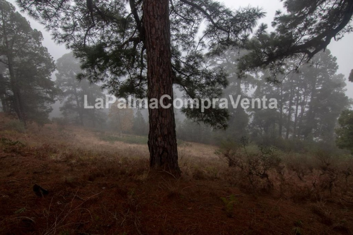 Land for sale in Roque Faro, Santa Cruz de Tenerife photo 3