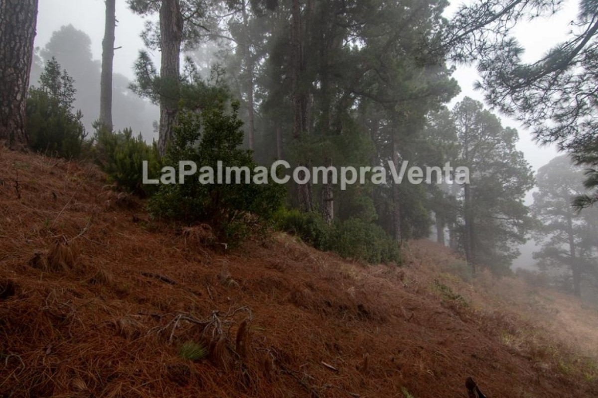 Land for sale in Roque Faro, Santa Cruz de Tenerife photo 4