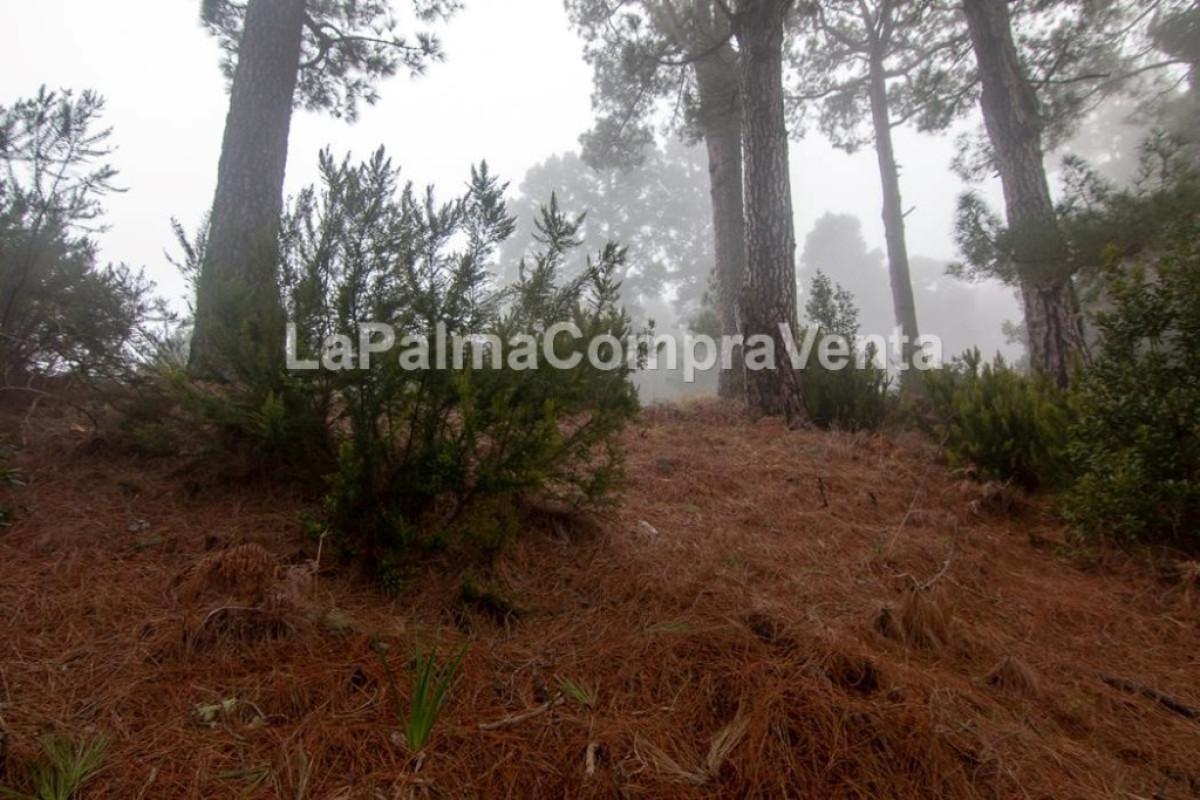 Land for sale in Roque Faro, Santa Cruz de Tenerife photo 5