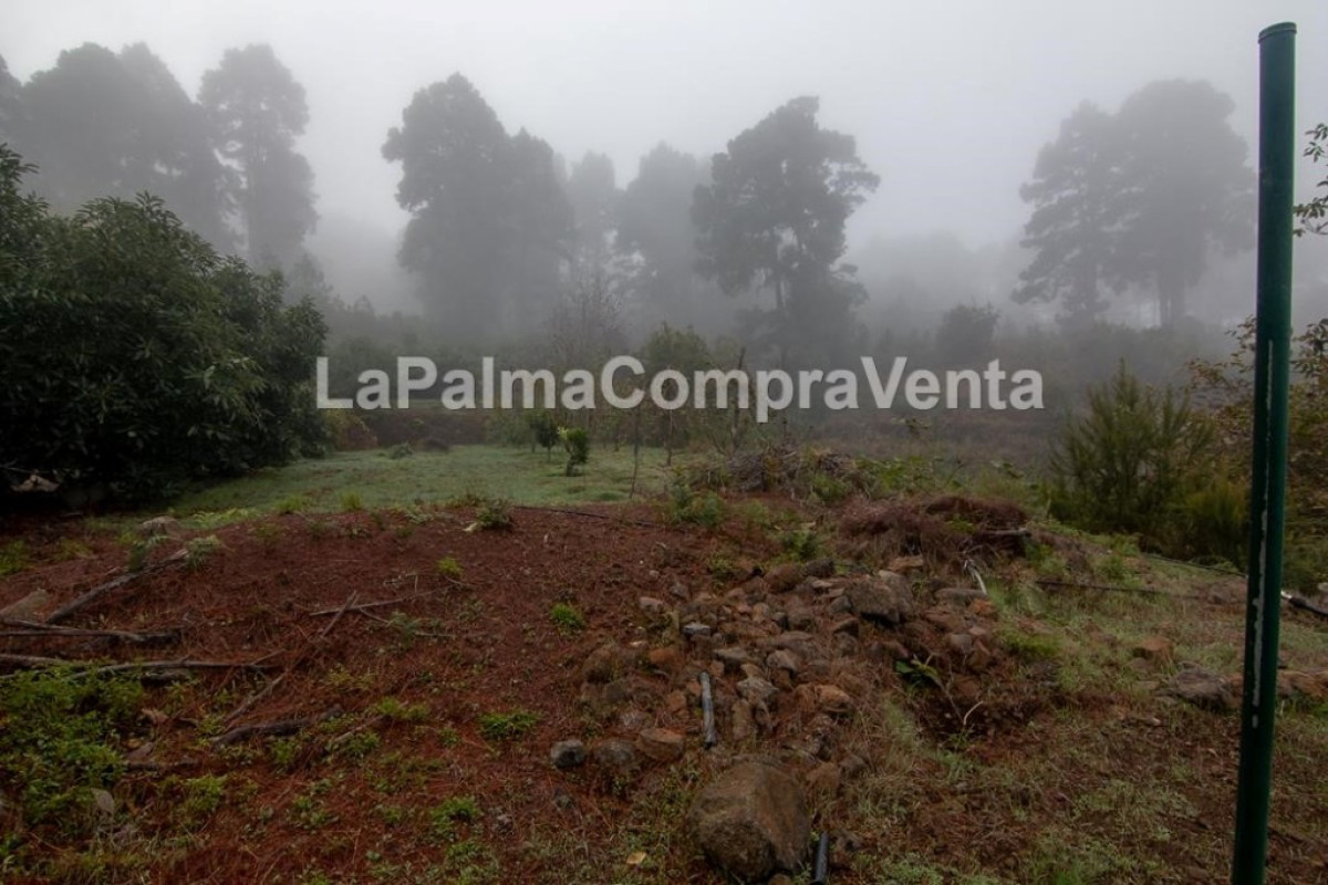 Land for sale in Roque Faro, Santa Cruz de Tenerife photo 1