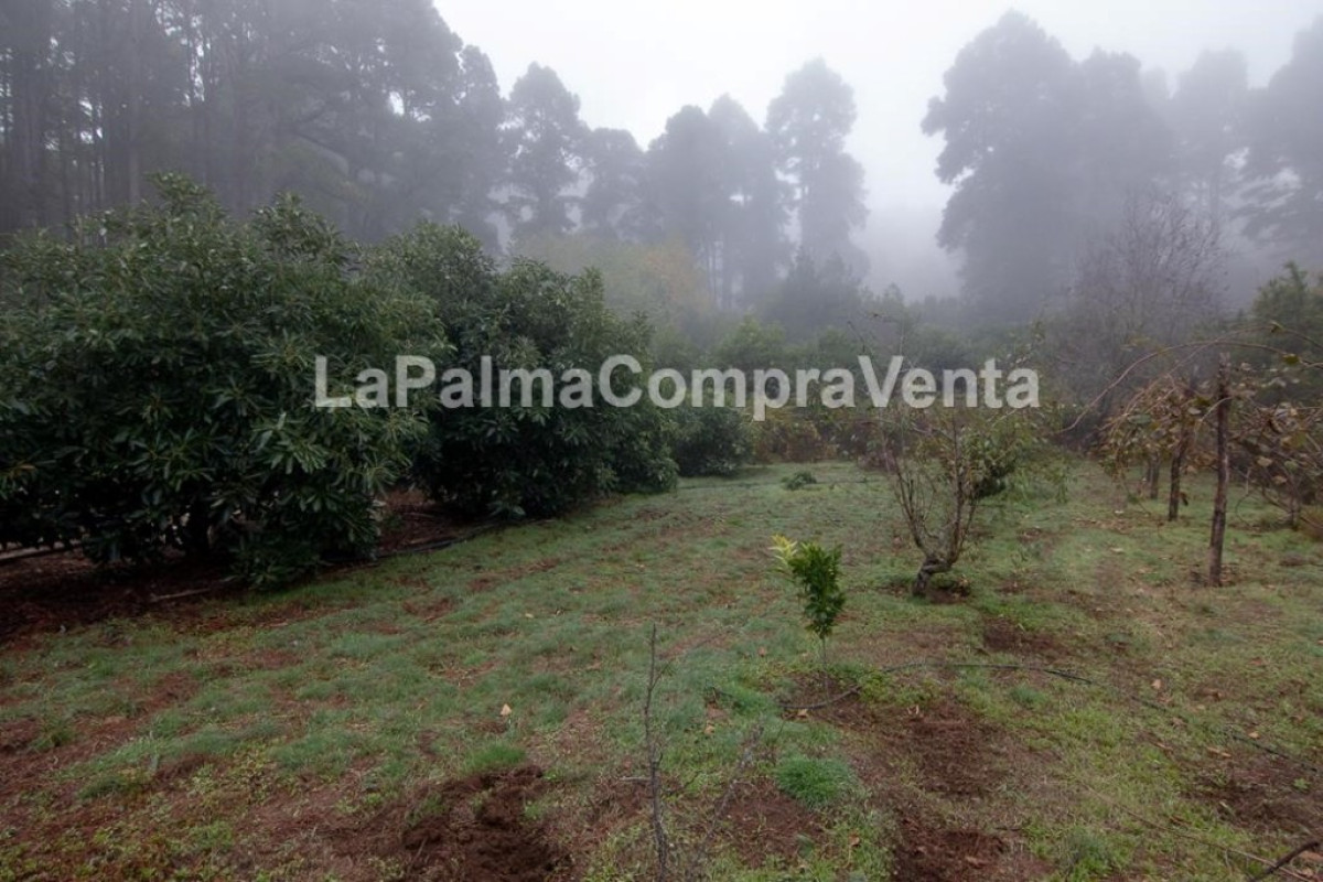 Land for sale in Roque Faro, Santa Cruz de Tenerife photo 4