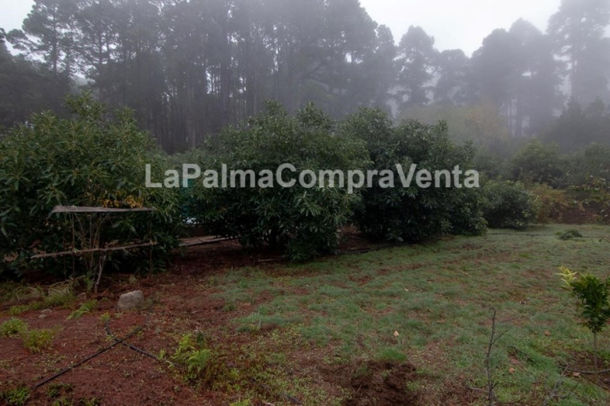 Land for sale in Roque Faro, Santa Cruz de Tenerife photo 5