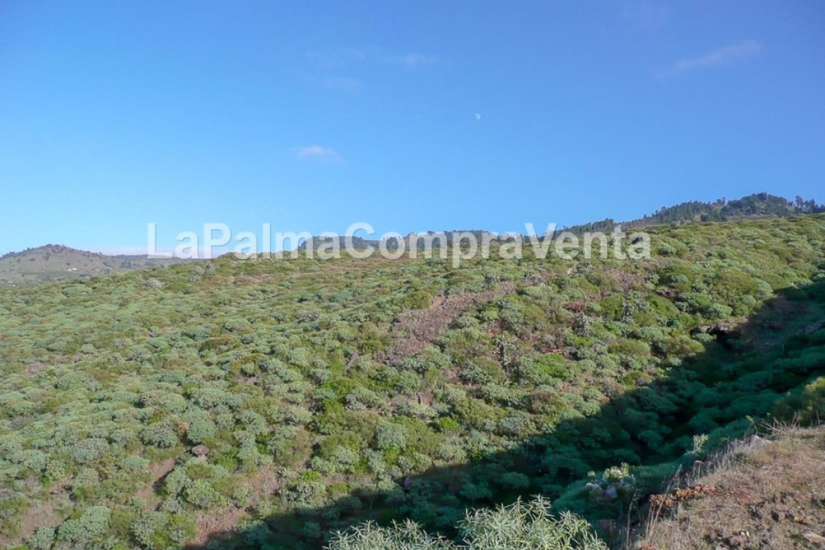 Land for sale in Tricias, The, Santa Cruz de Tenerife photo 3