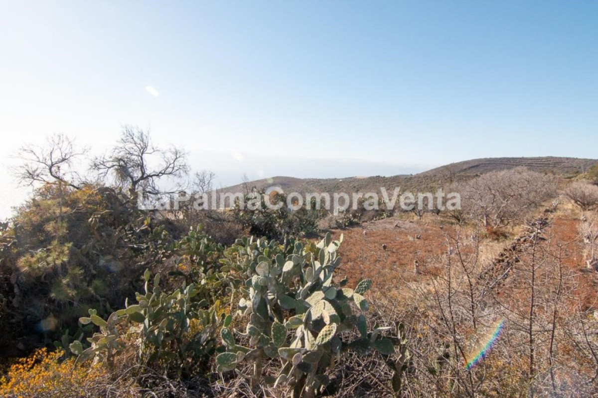 Land for sale in Puntagorda, Santa Cruz de Tenerife photo 2