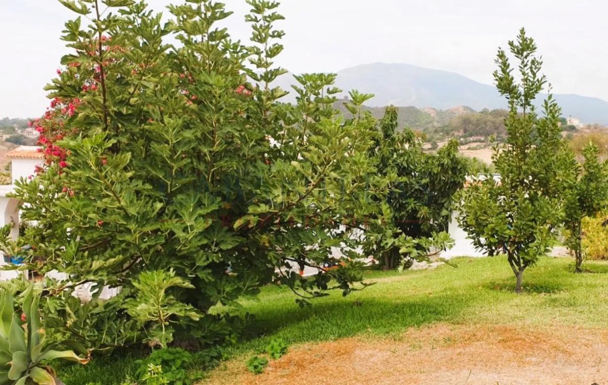 Sale of independent chalet in Barrio Punta Plata, Estepona
photo 3