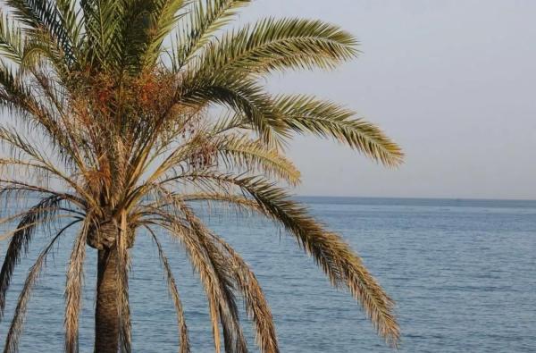 Wolnostojąca willa na sprzedaż w  Las Gaviotas, Fuengirola photo 1