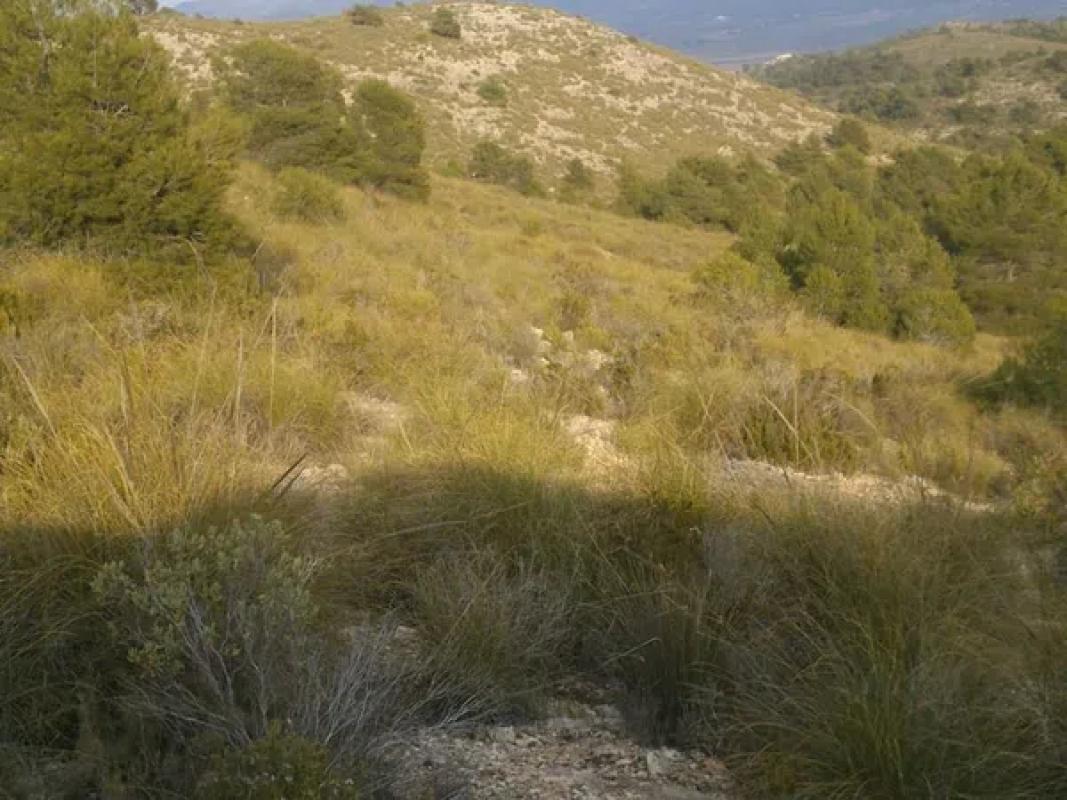 Działka na sprzedaż w Villena, Alicante photo 2
