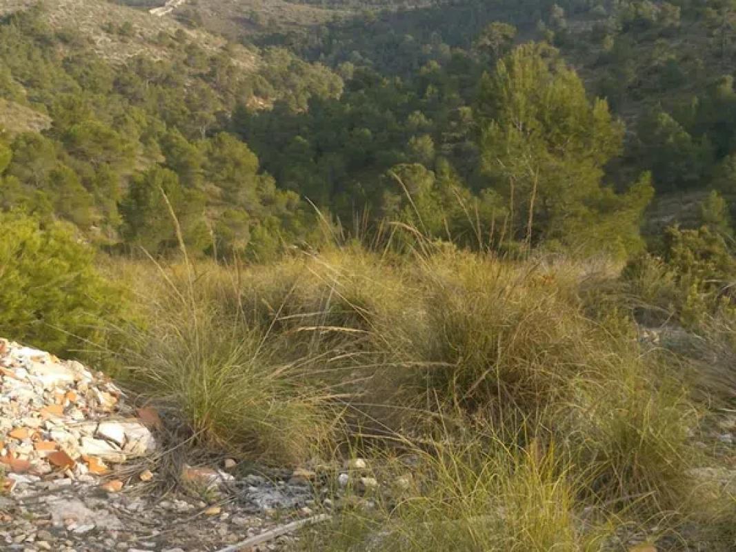 Działka na sprzedaż w Villena, Alicante photo 4