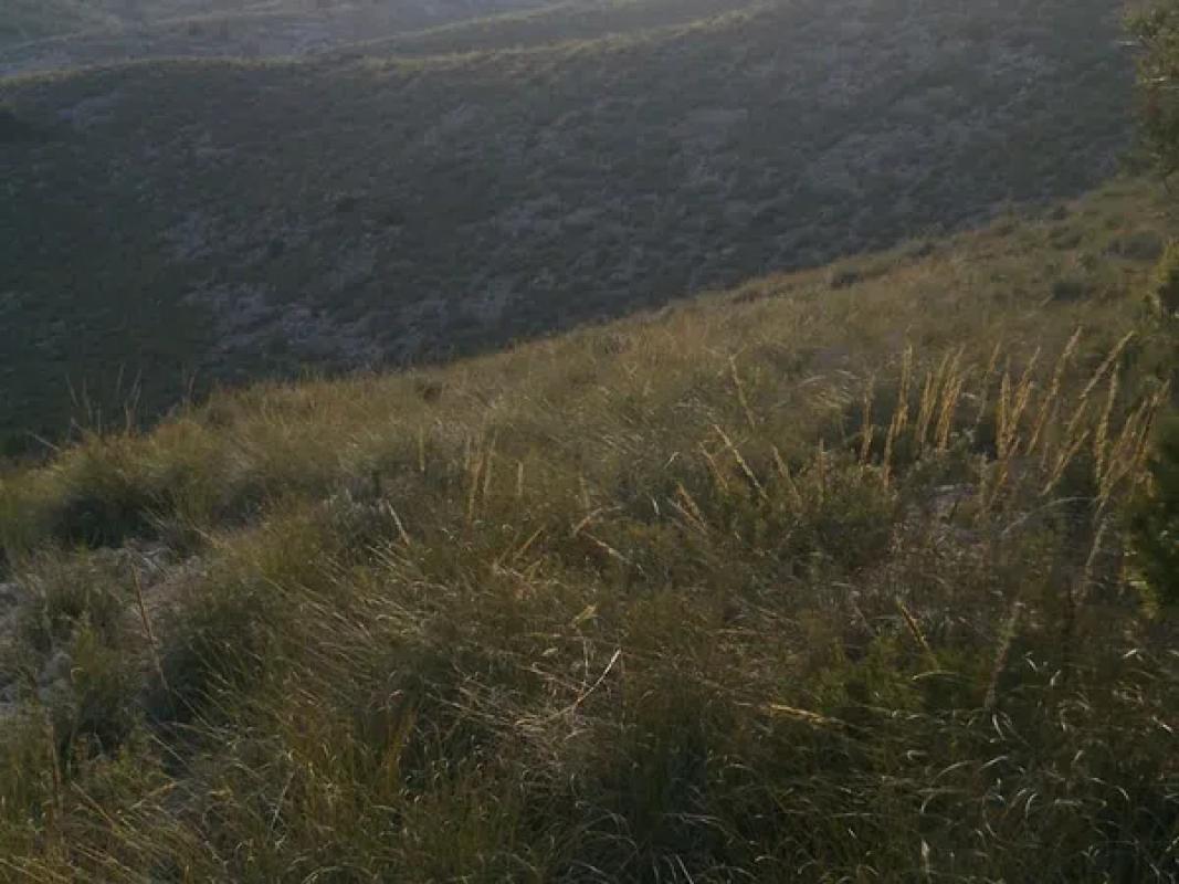 Działka na sprzedaż w Villena, Alicante photo 5