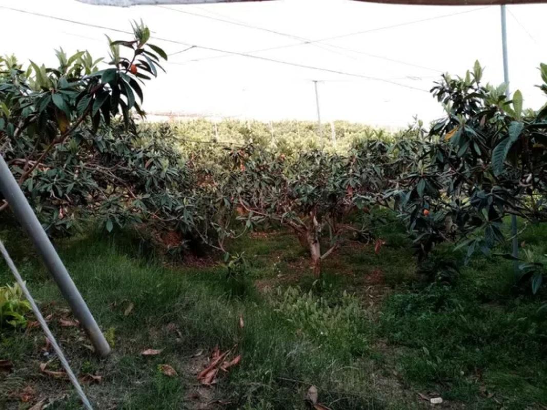 Terreno en venta en Callosa d''En Sarria, Alicante photo 2