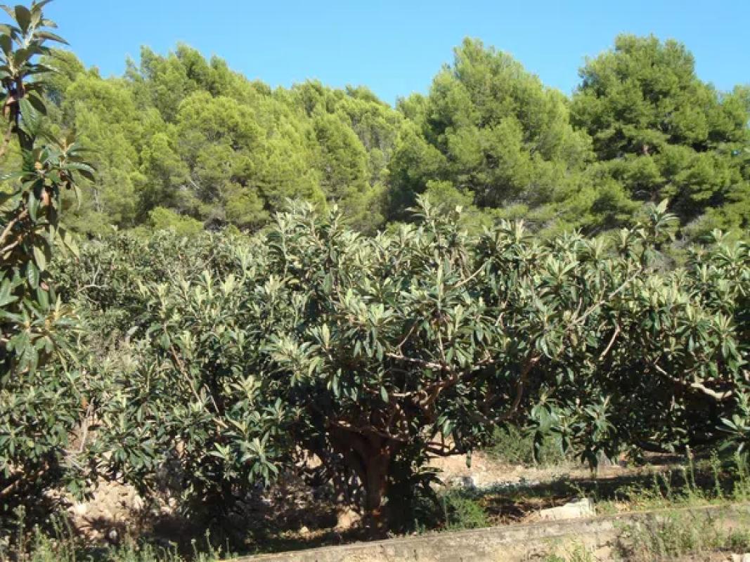 Działka na sprzedaż w Callosa d'En Sarria, Alicante photo 2