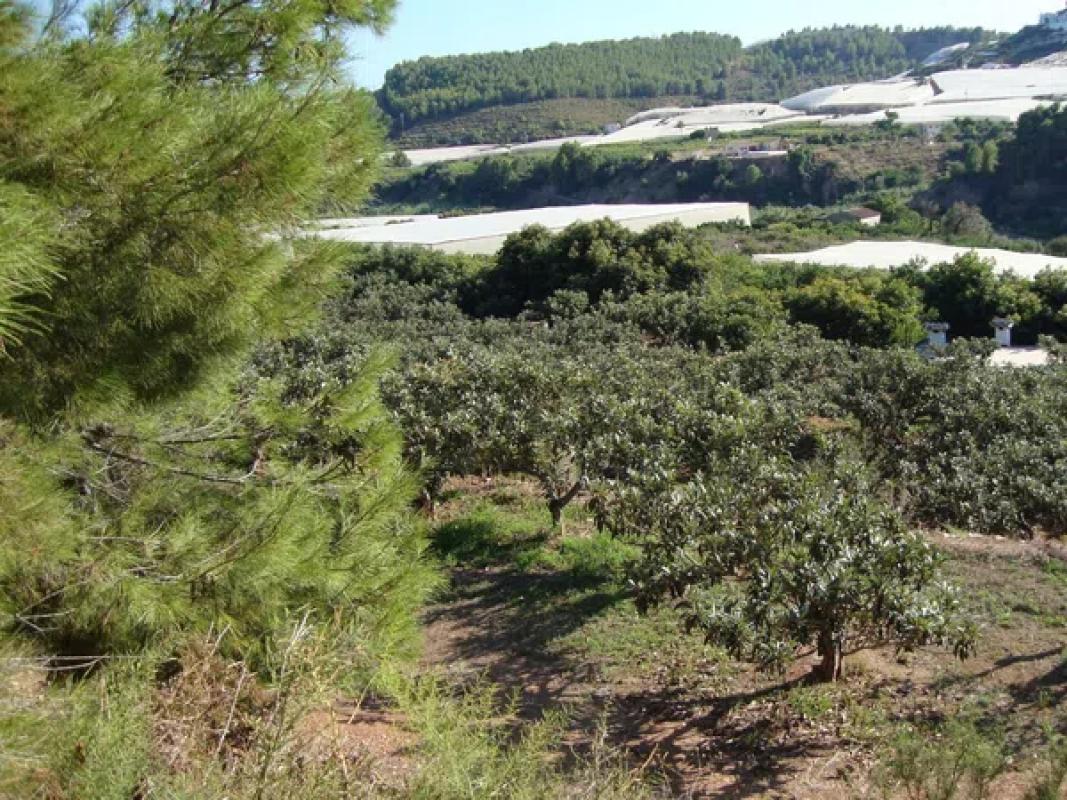 Działka na sprzedaż w Callosa d'En Sarria, Alicante photo 3