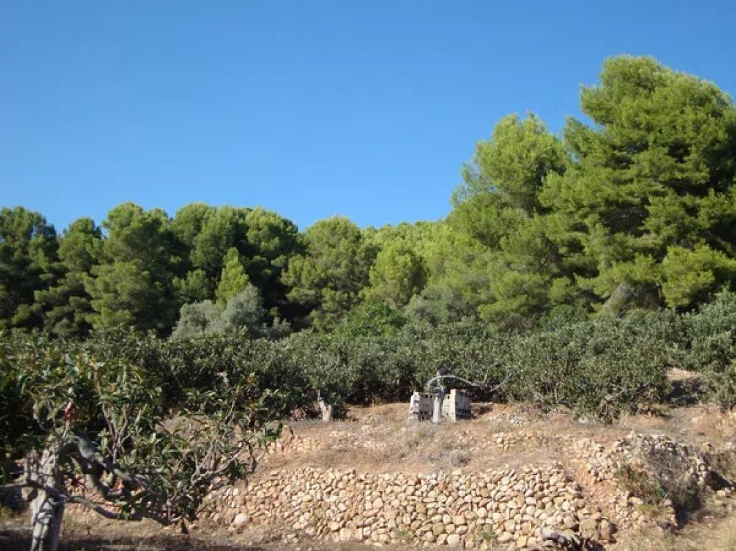 Działka na sprzedaż w Callosa d'En Sarria, Alicante photo 5